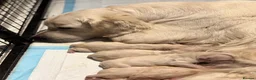 Golden Retriever dogs for sale: Golden retriever puppies - Advert 3