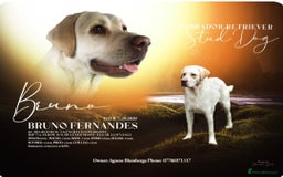 Labrador Retriever dogs for sale: KC registered chocolate puppies  - Image 11