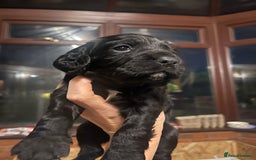 Sprocker dogs for sale: Male Sprocker spaniel puppies  - Advert 5