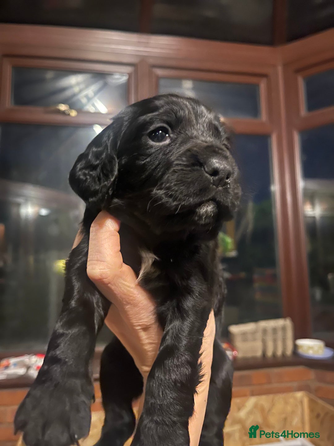 Sprocker dogs for sale: Male Sprocker spaniel puppies  - Advert 5