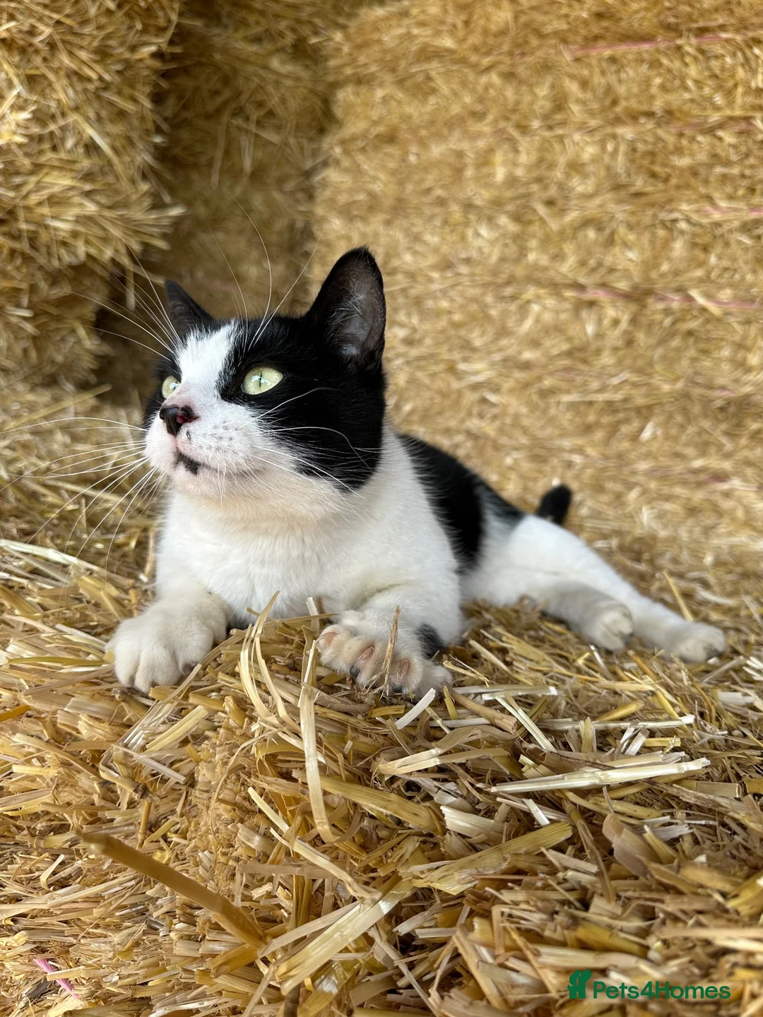 Mixed Breed cats for sale: Stunning kittens in Spalding - Advert 1