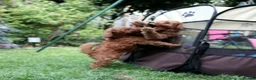Miniature Poodle dogs for sale: Miniature Poodles in Northolt - Advert 20