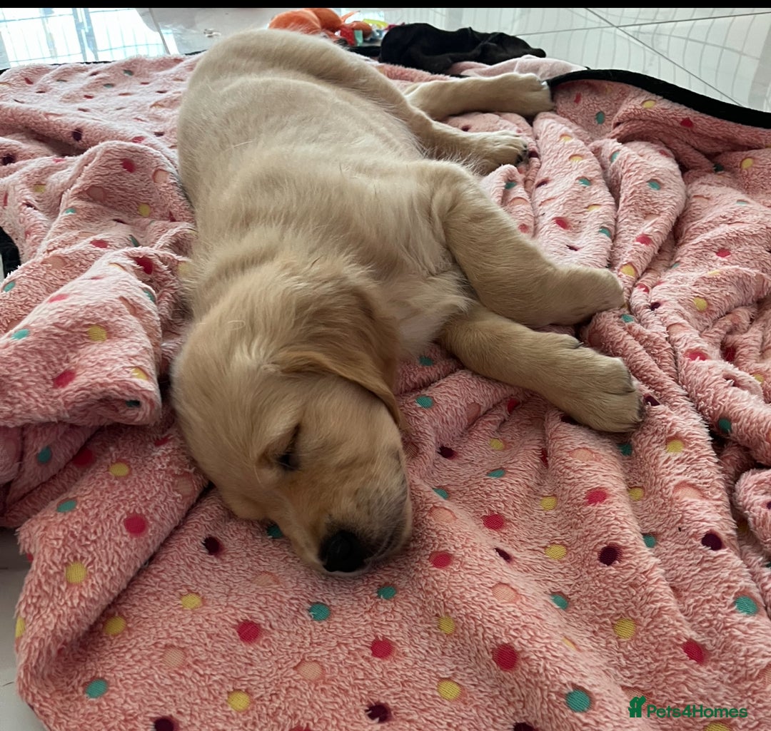 Golden Retriever dogs for sale: Golden retriever  - Advert 25