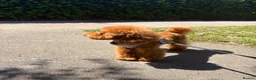 Toy Poodle dogs for sale: Male KC Registered Dark Red Toy Poodle  in Stevenage - Advert 9