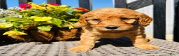 Mini Goldendoodle dogs for sale: 🧡❤️ GORGEOUS MINI GOLDENDOODLE PUPPIES ❤️🧡 - Advert 6