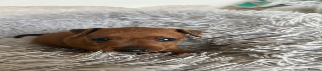 Miniature Pinscher Puppy 2