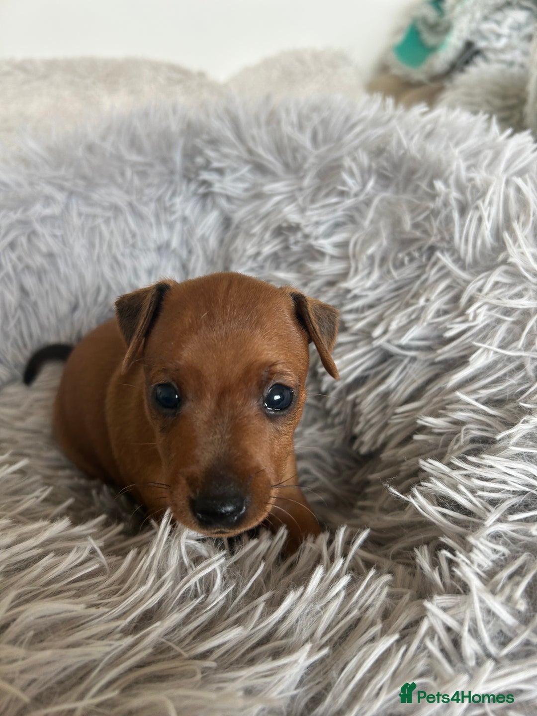 Miniature Pinscher dogs for sale: Stunning KC Miniature Pinscher puppies - Image 13