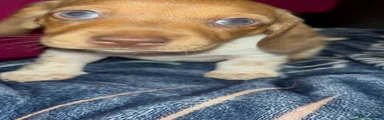 Miniature Dachshund 3