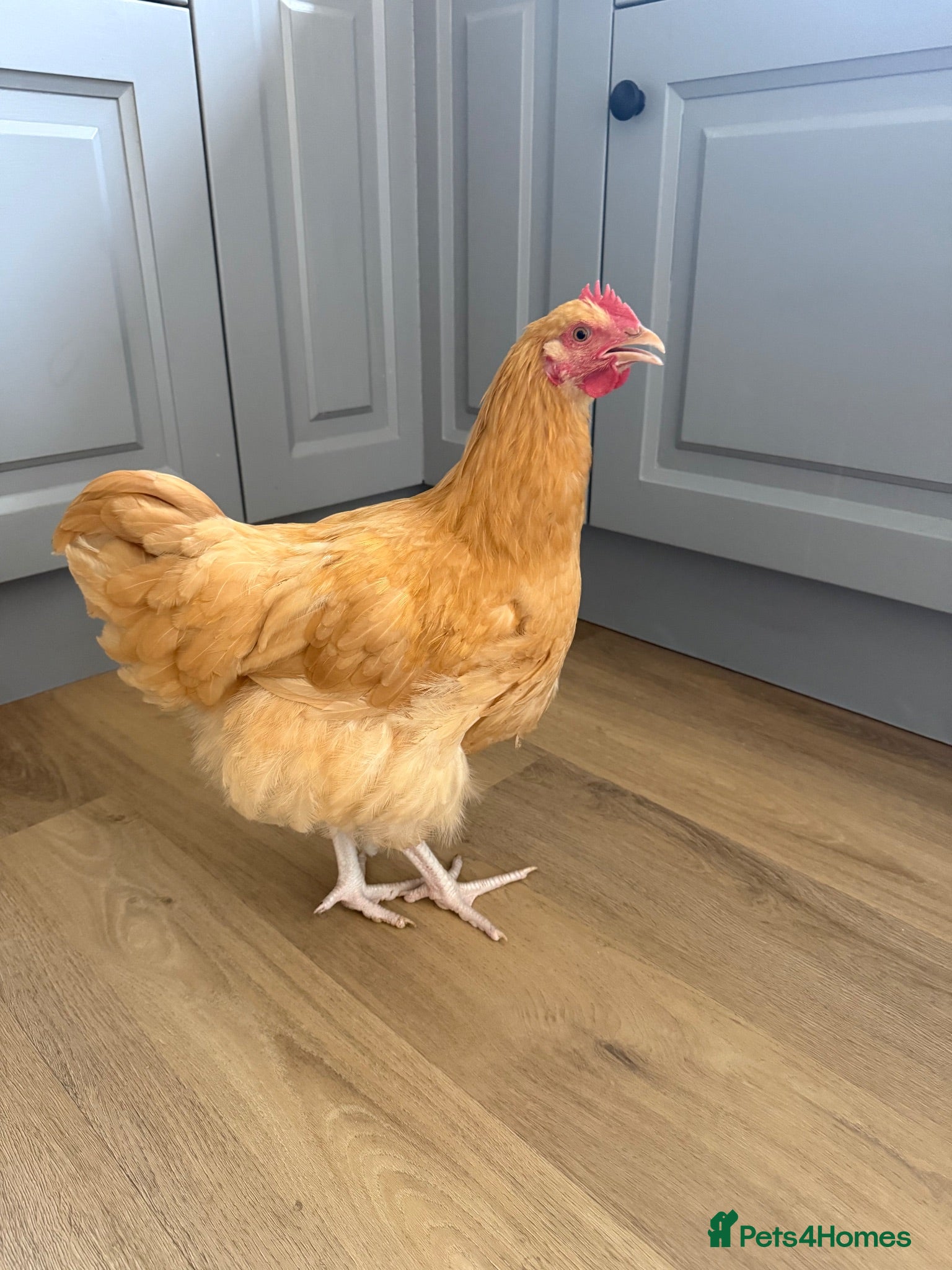Chickens poultry Buff Orpington Cockerel  - Advert 3
