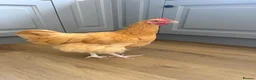 Chickens poultry for sale: Buff Orpington Cockerel  - Advert 1