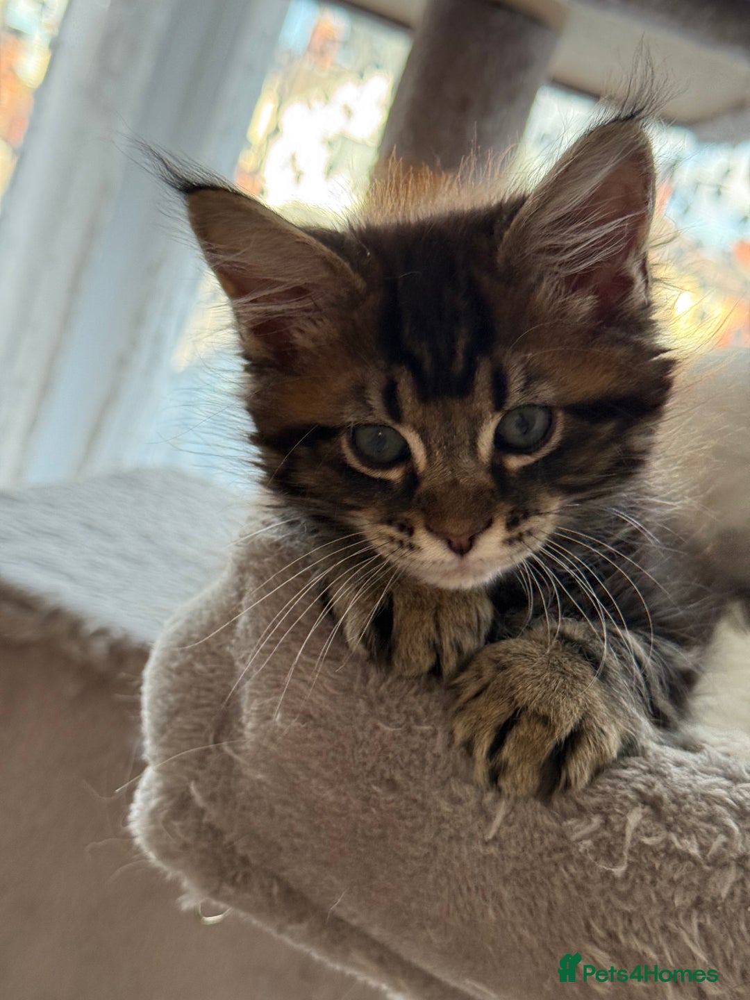 Maine Coon cats for sale: 3 stunning babies left - Image 7