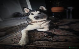 Mixed Breed dogs for sale: Siberian Husky cross Samoyed / Samusky - Image 13