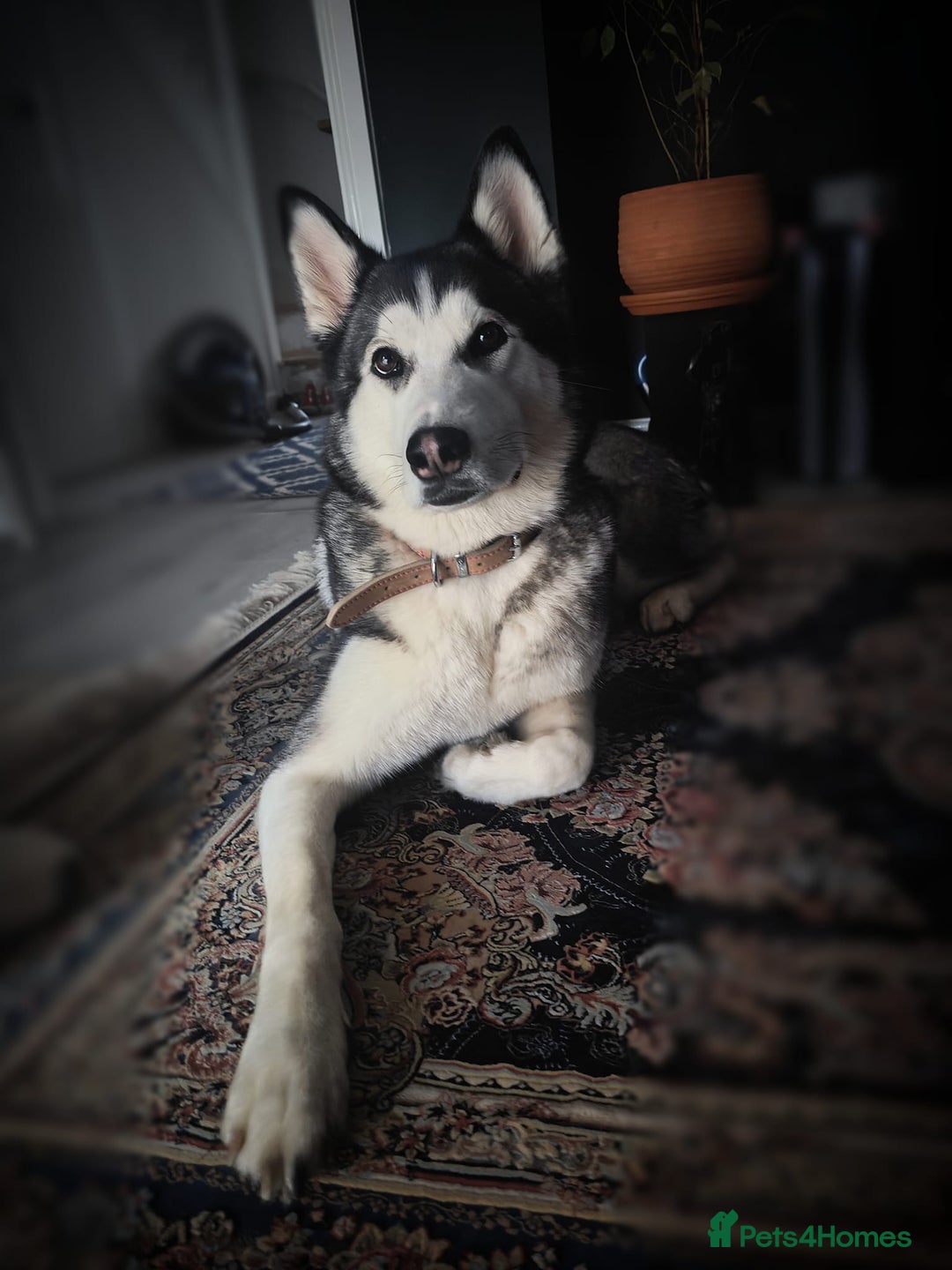 Mixed Breed dogs for sale: Siberian Husky cross Samoyed / Samusky - Image 13