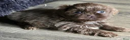 Shih Tzu dogs for sale: Amazing imperial shih tzu puppies ready now - Advert 32