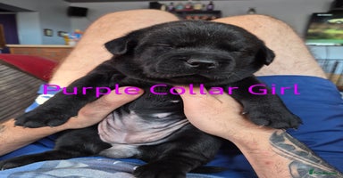 Mixed Breed dogs - Advert 6