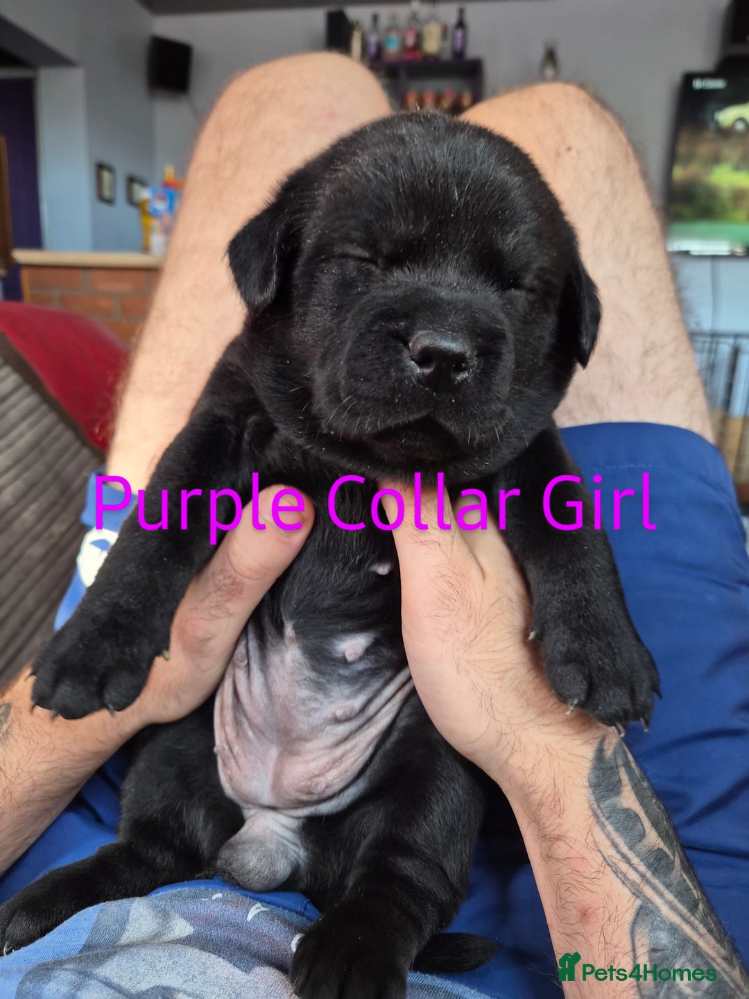Mixed Breed dogs for sale: Beautiful Chunky Chow-Pei Puppies - Image 3
