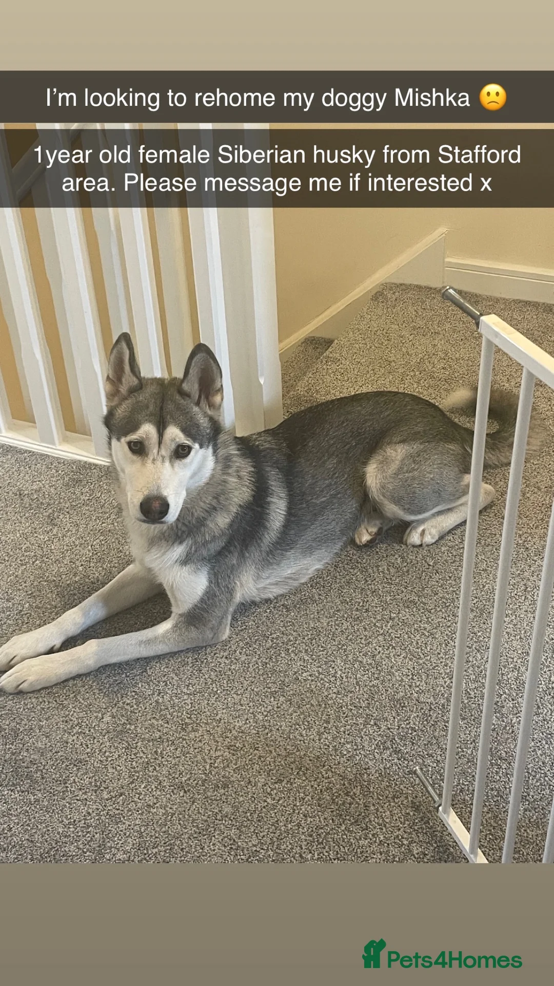 Siberian Husky dogs for sale: Siberian husky  - Advert 12