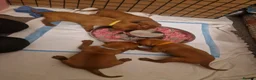 Hungarian Vizsla dogs for sale: Hungarian Russet Gold Vizsla Puppies.Non KC. - Advert 5