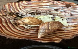 Snails invertebrates for sale: African landsnails - Image 3