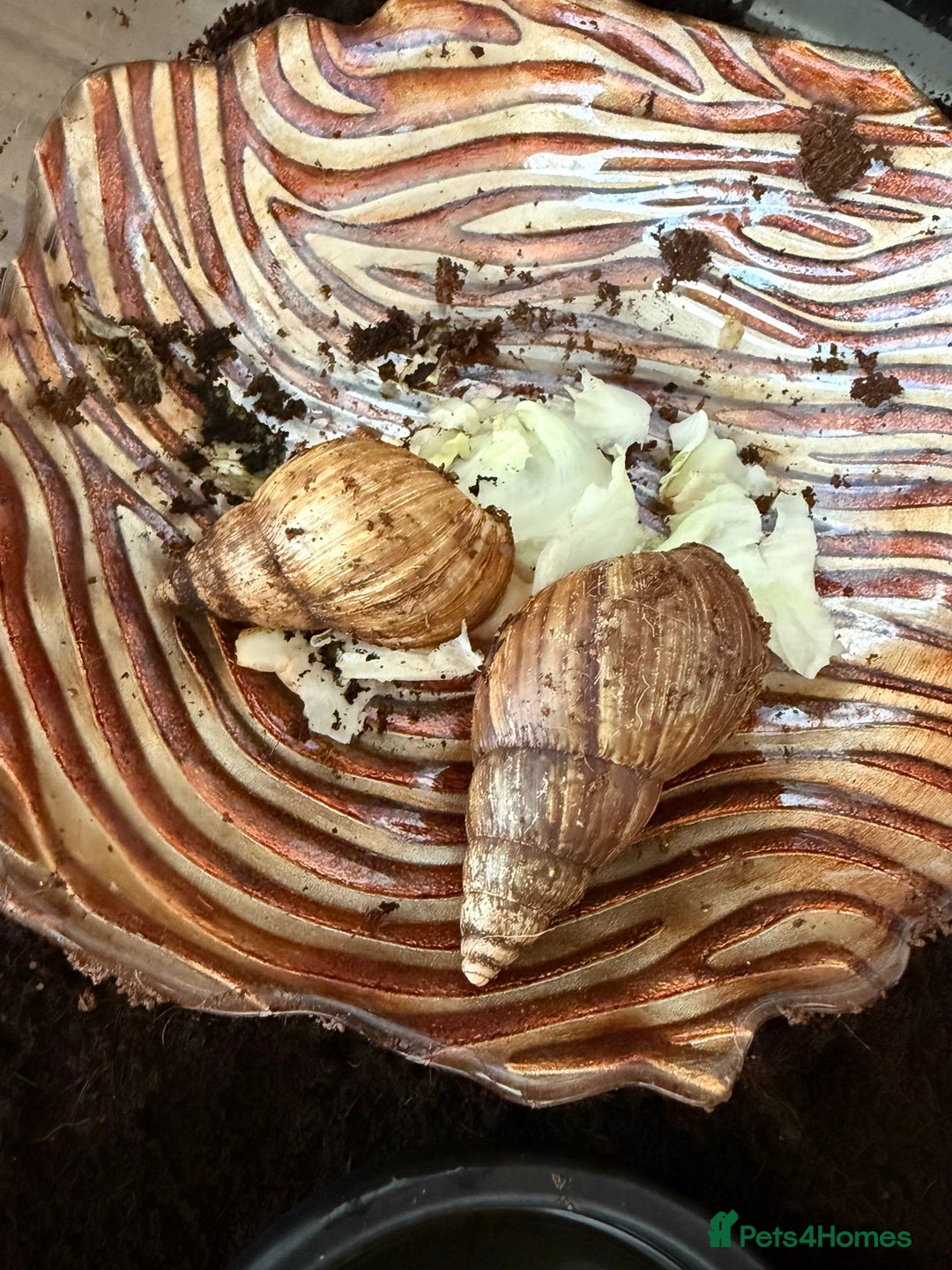 Snails invertebrates for sale: African landsnails - Image 3