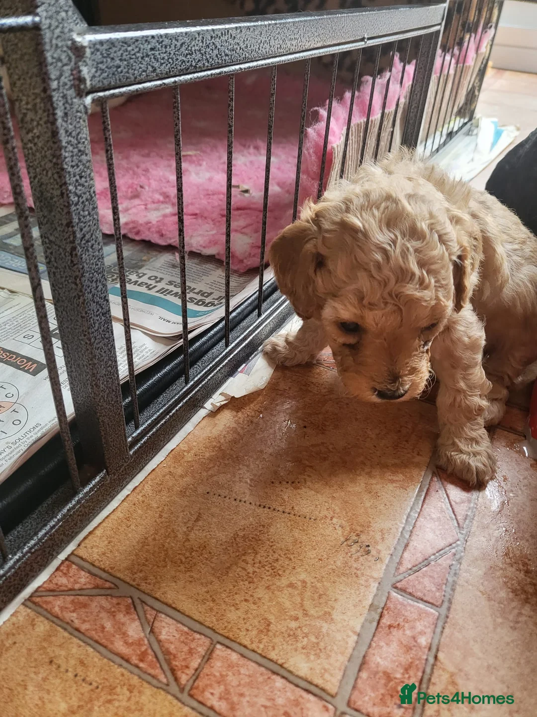 Cavapoo dogs for stud:  PROVEN F1 Cavapoo for stud in Birmingham - Advert 15