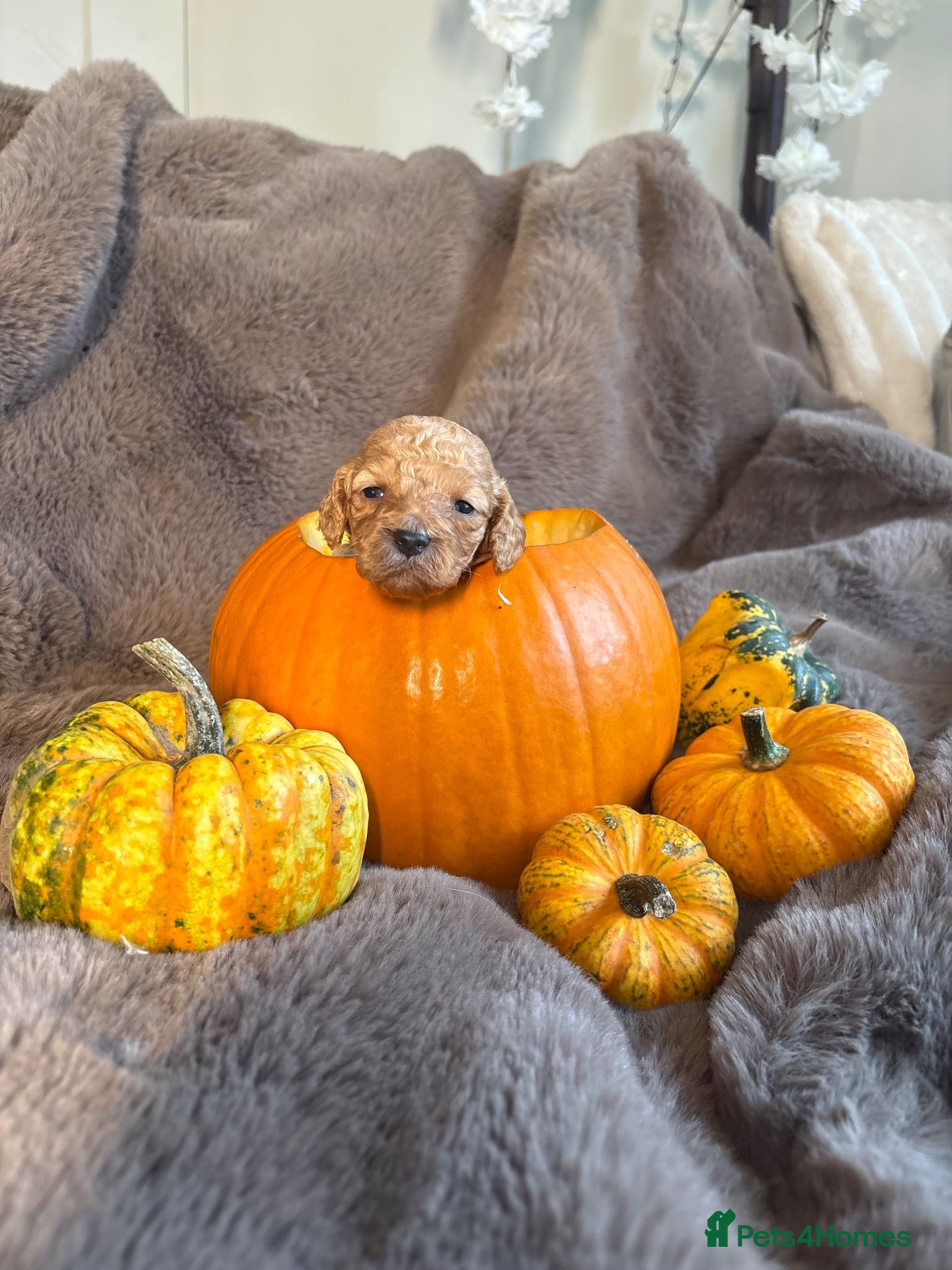 Mixed Breed dogs RED COCKAPOO X LABRADOODLE PUPS - Advert 11