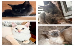 Ragdoll cats for sale: Calico Ragdoll kitten  - Image 1