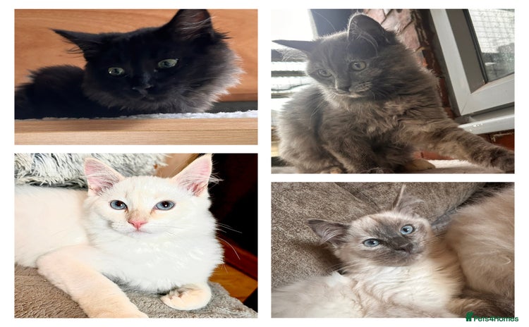 Ragdoll cats - Advert 2
