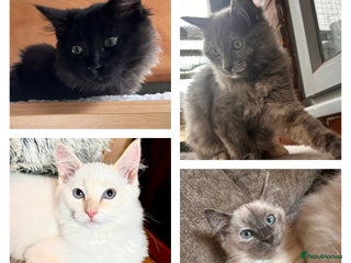 Ragdoll cats - Advert 36