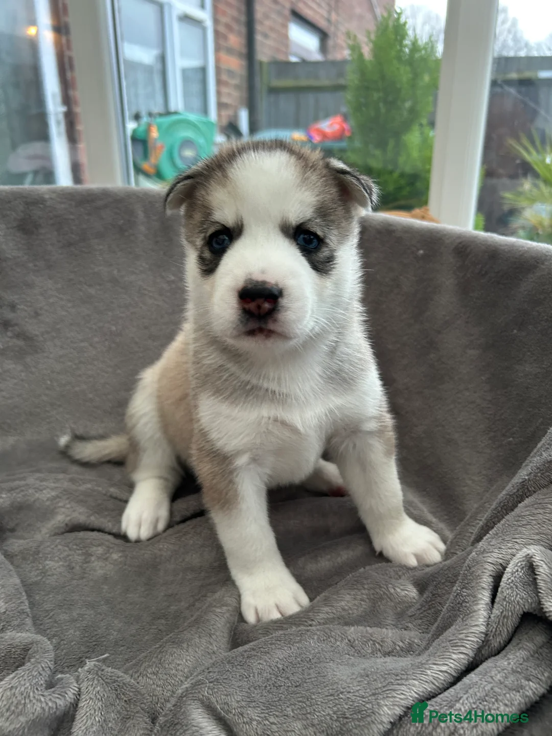 Siberian Husky dogs for sale: Gorgeous Siberian husky puppies - Advert 5