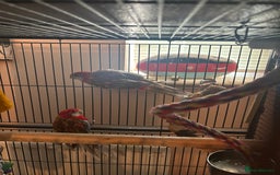 Cockatiels birds for sale: Eight birds for sale and 3 large cages £810 - Image 9