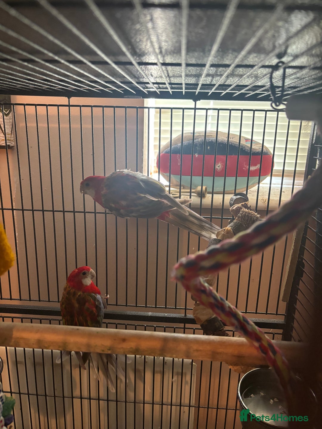 Cockatiels birds for sale: Eight birds for sale and 3 large cages £810 - Image 9