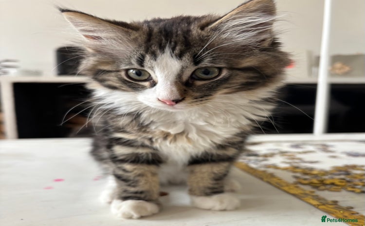 RagaMuffin cats - Advert 1