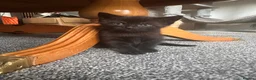 Domestic Shorthair cats for sale: Beautiful male kitten - Advert 2