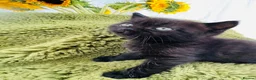 Persian cats for sale: Last gorgeous Himalayan persian kitten  - Advert 6