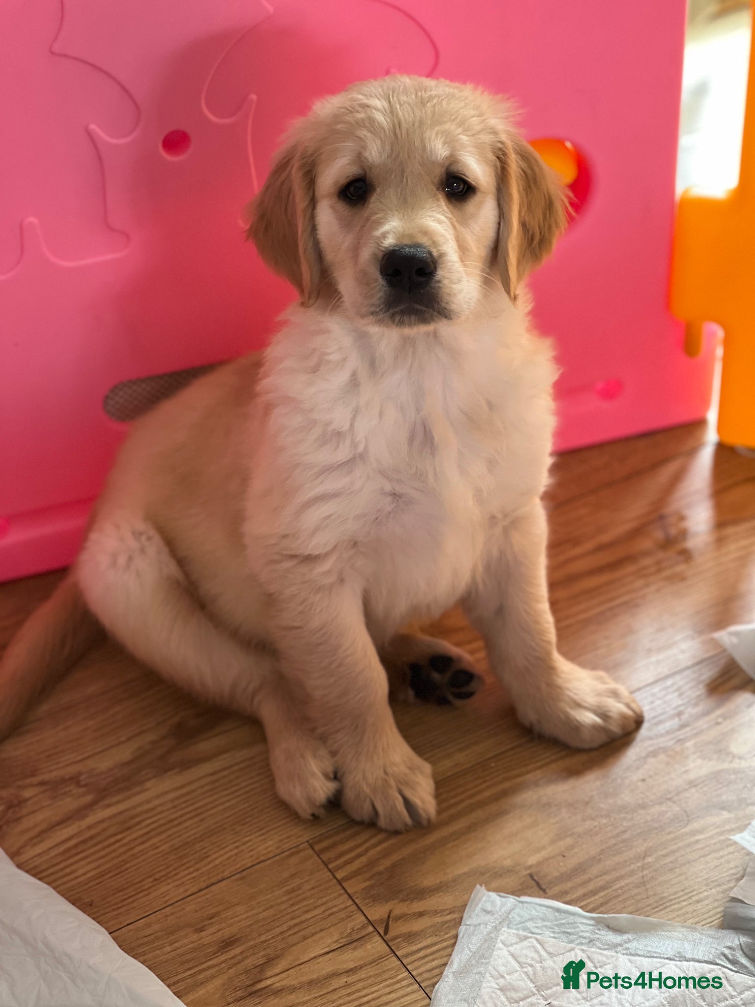 Golden Retriever dogs *READY NOW! SHOW QUALITY KC REG GOLDEN RETRIEVERS* - Advert 12