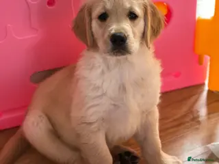 Golden Retriever dogs *READY NOW! SHOW QUALITY KC REG GOLDEN RETRIEVERS* - Advert 14