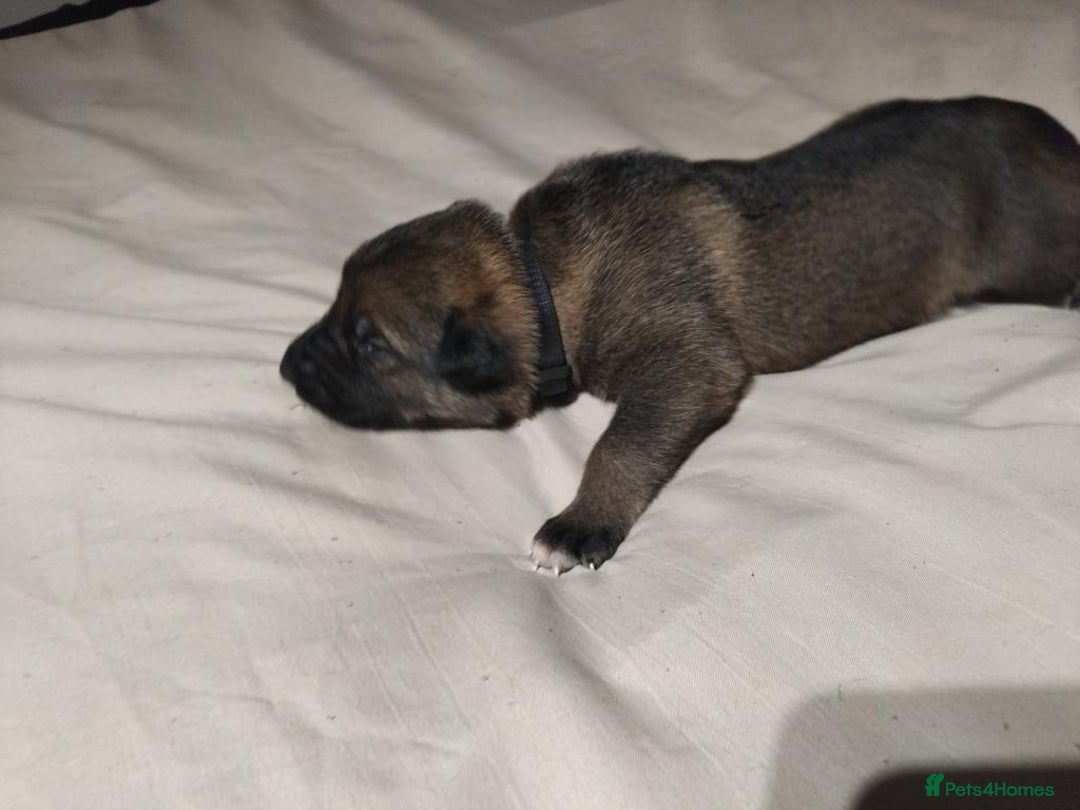 German Shepherd dogs for sale: German shepherd puppy’s kennel club registered  - Advert 25