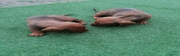 Dachshund dogs for sale: 4 Dachshund Puppies for sale!! - Advert 8