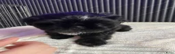 Shih Tzu dogs for sale: 4 Beautiful Shih-Tzu  - Advert 8