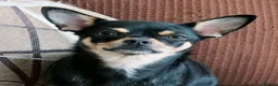 Chihuahua dogs for sale: Pepe and Coco are looking for a new home in London - Advert 2