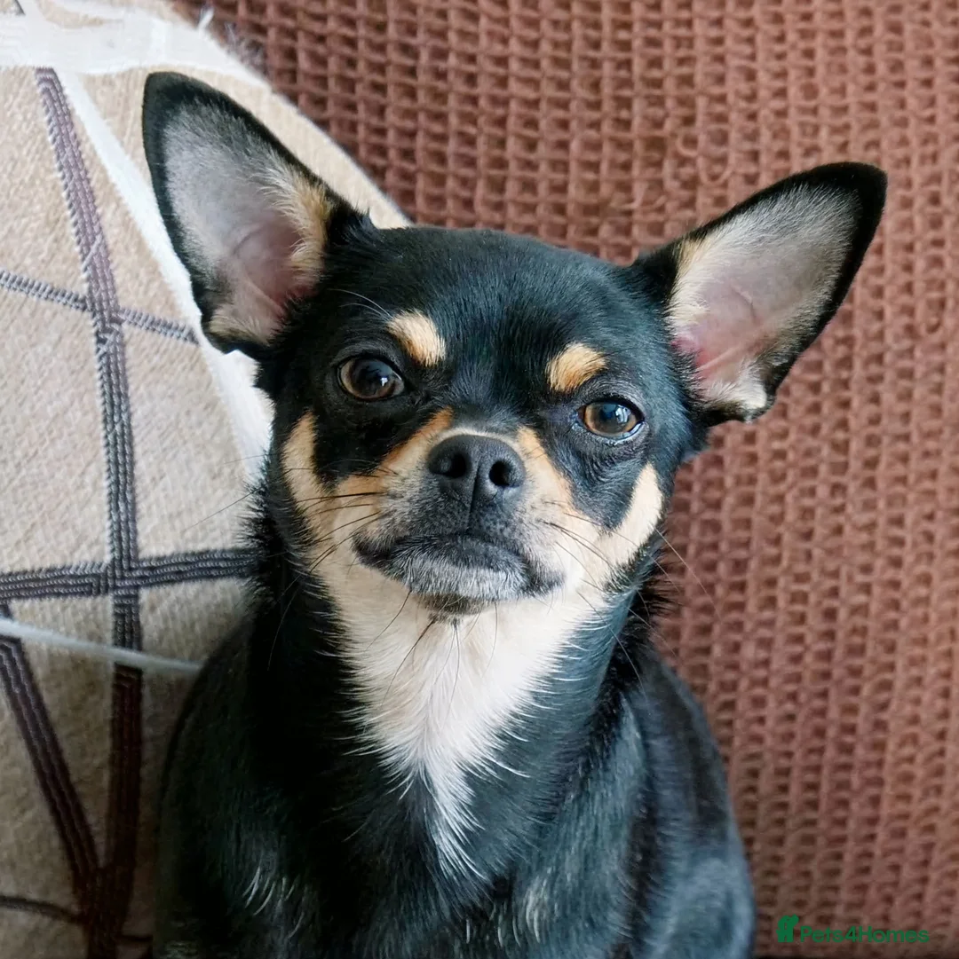 Chihuahua dogs for sale: Pepe and Coco are looking for a new home in London - Advert 2