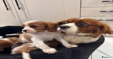 Cavalier King Charles Spaniel dogs - Advert 6