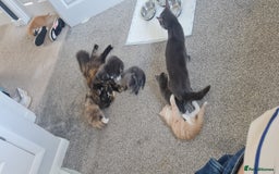 Mixed Breed cats for sale: Two male short haired grey kittens ready to go - Image 3