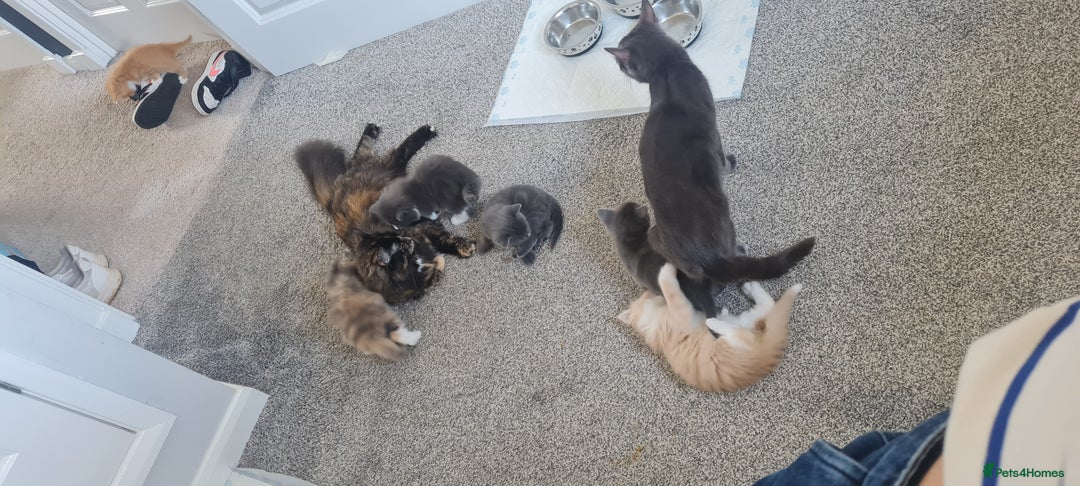 Mixed Breed cats for sale: Two male short haired grey kittens ready to go - Image 3
