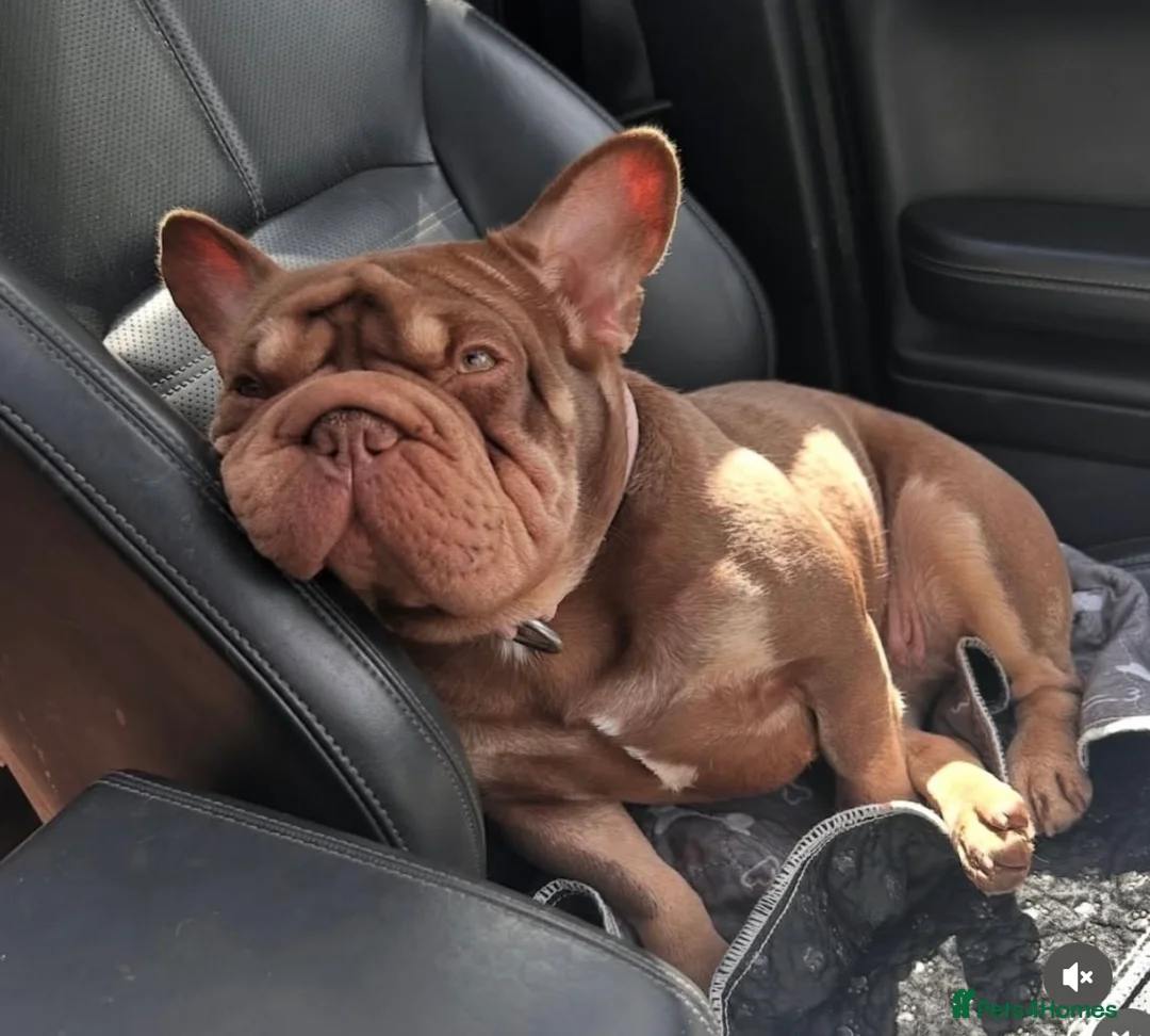 French Bulldog dogs for sale: Rojo French Bulldog puppies  - Advert 2