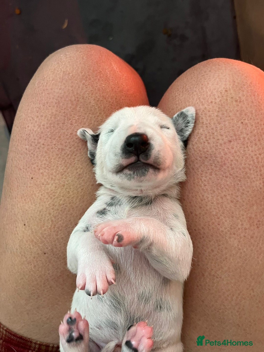 Dalmatian dogs for sale: Stunning Dalmatian puppies KC reg show winners - Image 22