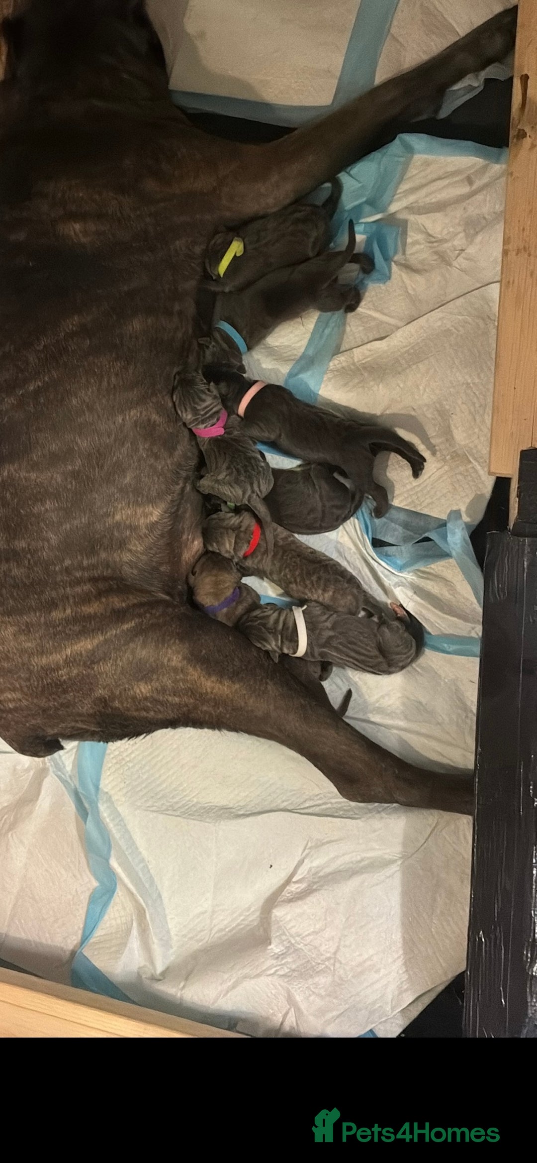 Cane Corso dogs for sale: 2 beautiful cane corso  - Advert 5