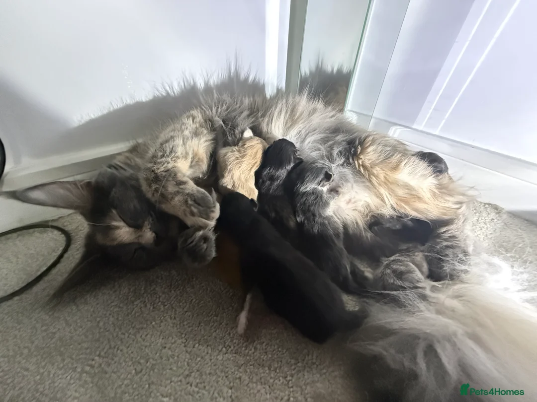 Maine Coon cats for sale: Polydactyl Maine Coon Kittens.  - Advert 1