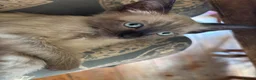 Tonkinese cats for sale: Exquisite Tonkdolls - Advert 19